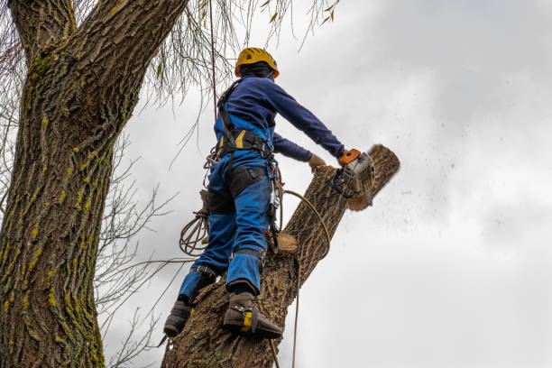 Professional Tree Removal in Chillicothe, IL